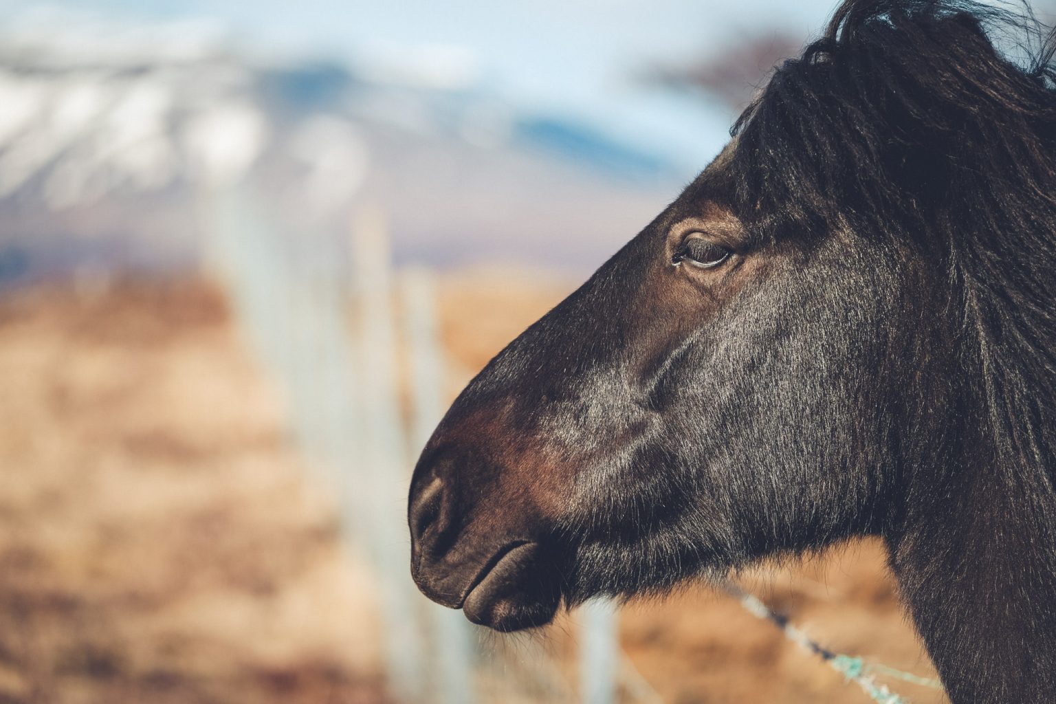 Icelandic Horse